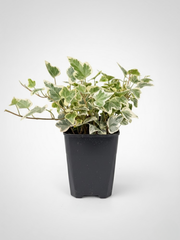 Хедера непальская д.9