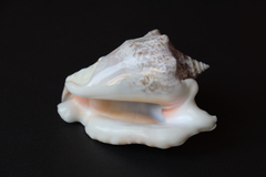 Ракушка Стромбус Ранинус (Lobatus raninus)