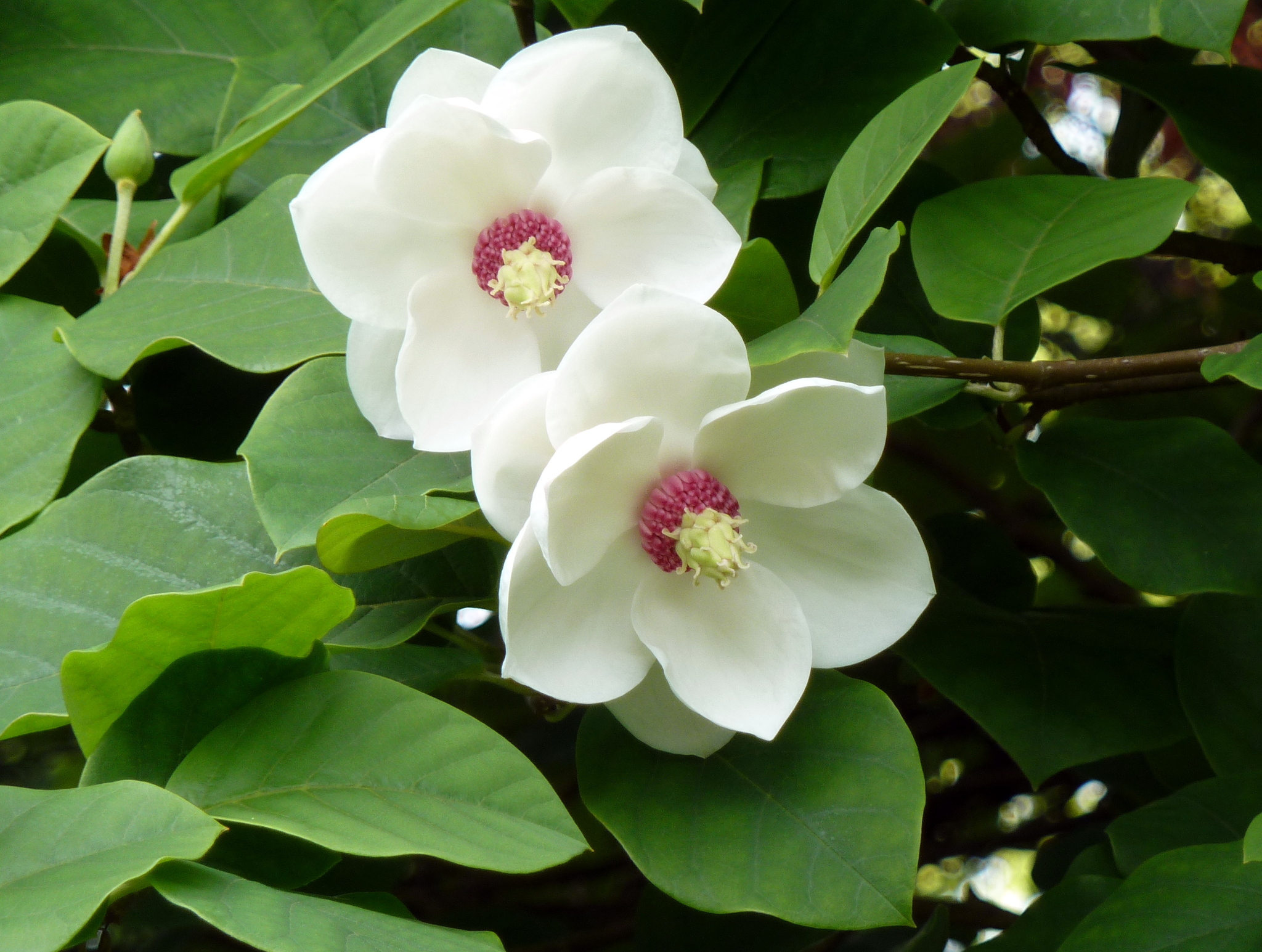 Магнолия Зибольда Magnolia sieboldii