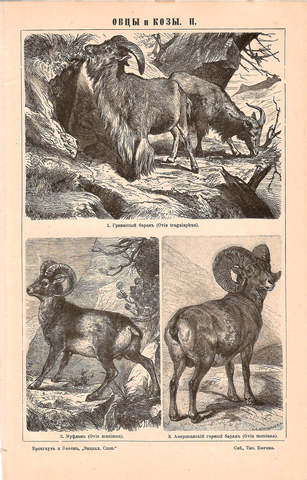 Литография «Овцы и козы»