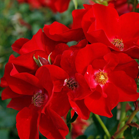 Мускусные и почвопокровные розы