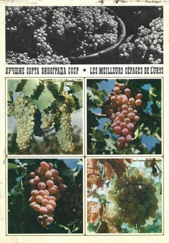 Лучшие сорта винограда СССР