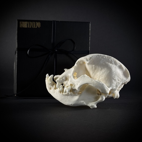 Череп собаки