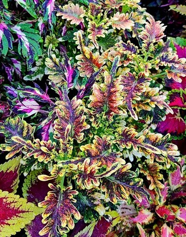 Copper Coral колеус_КСР