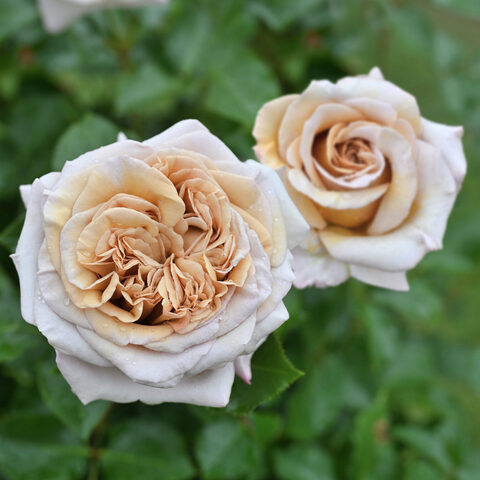 Ралли де Газель(Rallye des Gazelles)