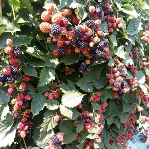 Ежевика Чачанска Бестрна (бесшипная)