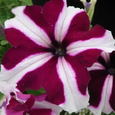 S57157 Петуния ампельная Donna Star Velvet & White 5 шт.