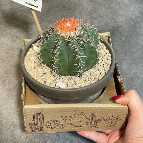 Мелокактус Матанзанус в керамике d15