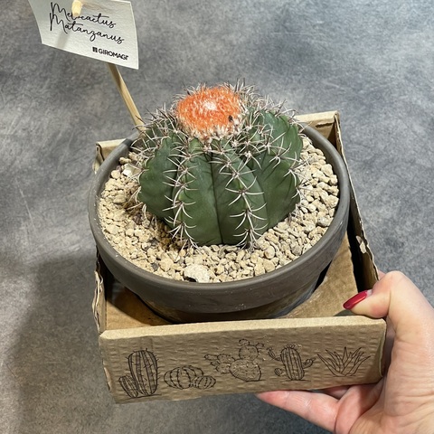 Мелокактус Матанзанус в керамике d15