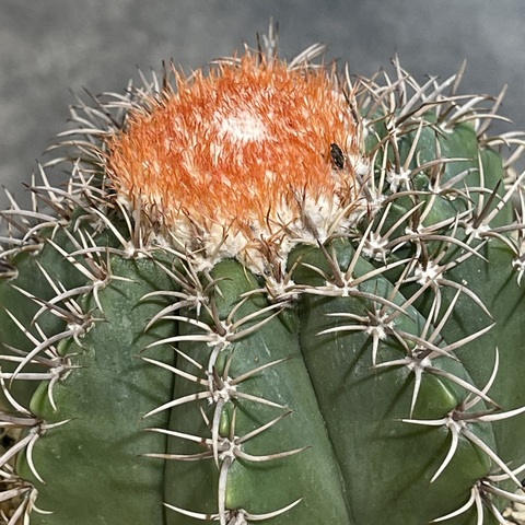 Мелокактус Матанзанус в керамике d15