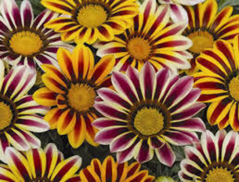 Газания Фрости Кисс Микс