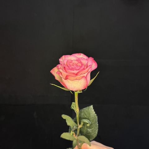 Роза Джумилия 60 см / 1 шт