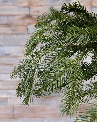 Ель Дворянская Black Box Nat 230см зеленая