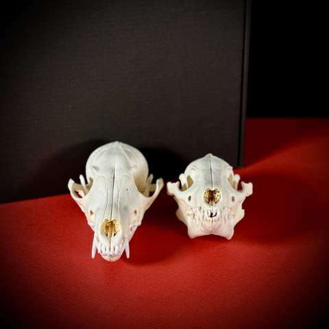 Набор черепов в подарочной коробке