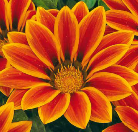 S2812 Газания Big Kiss Orange Flame 5шт.