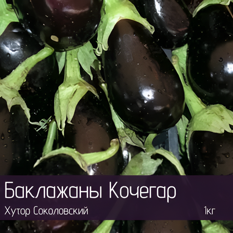 Баклажаны органические Кочегар