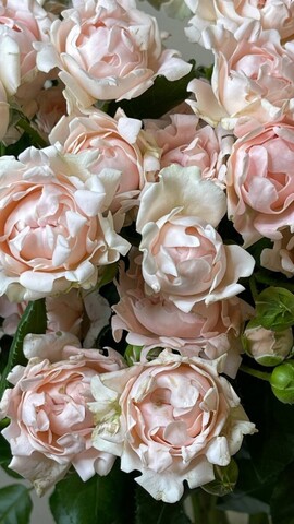 Софина( Sofine)