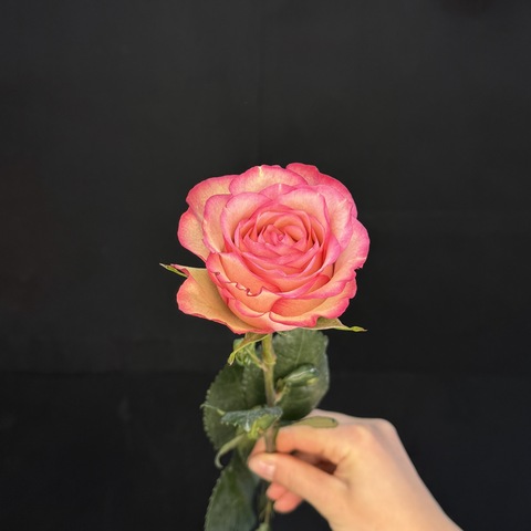 Роза Джумилия 60 см / 1 шт