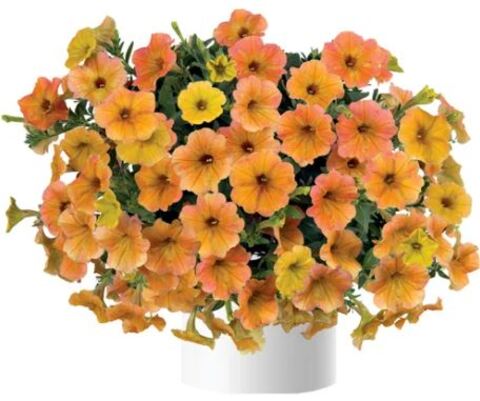 Петуния Cascadias Indian Summer