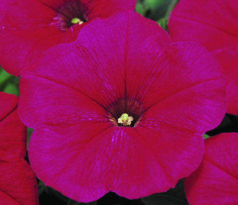 S60100 Петуния кустовая Multiflora Mirage Rose 10шт.