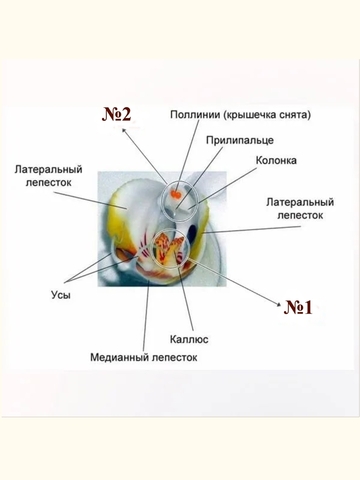 Вайнер + Молд набор орхидеи 