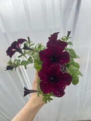 Петуния Lightning Sky