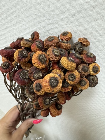 Китайский шиповник плоды