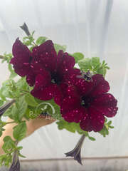 Петуния Lightning Sky