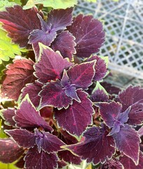 Баллада UO колеус