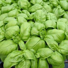 Эмили семена базилика (Enza Zaden / Энза Заден)