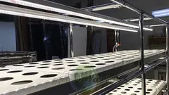 Многоярусный гидропонный стеллаж 3 яруса B1750хД2100хШ600мм до 300 растений