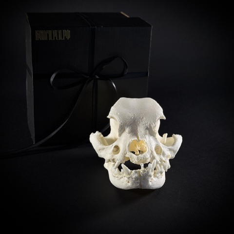 Череп собаки