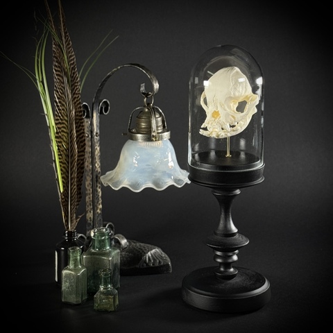 Череп собаки в клоше