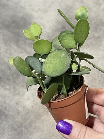 Ксеросициус Дангви