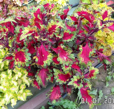 Сомельер ES колеус КСР