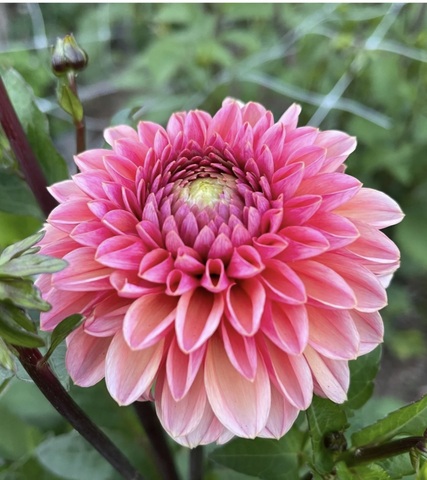 Георгин Дейзи Дюк (Daisy Duke)