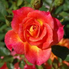 Роза миниатюрная Мандарин 