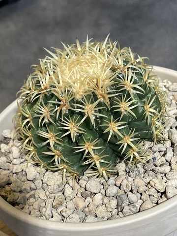 Эхинокактус Грузони Бревиспинус в Керамике д15