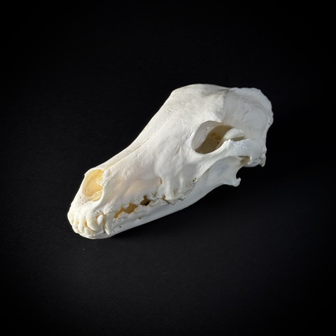 Череп собаки