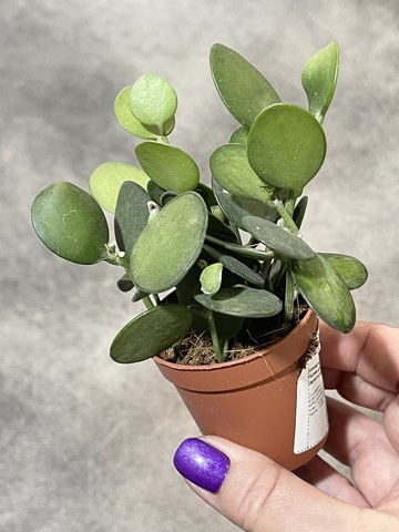 Ксеросициус Дангви