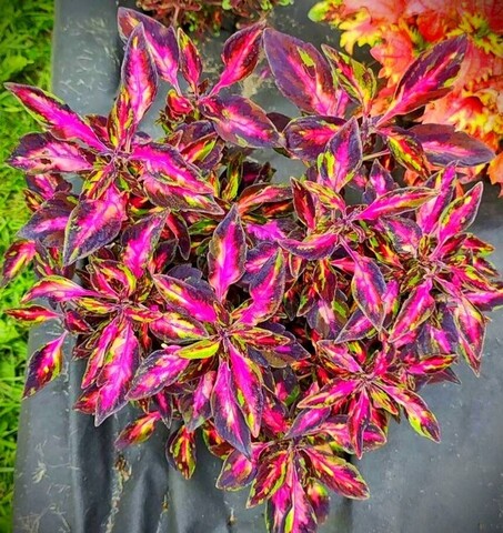 Мраморная богиня TM колеус КСР