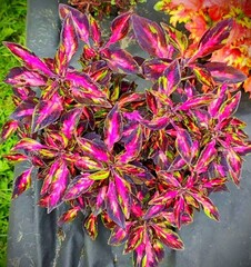 Мраморная богиня TM колеус КСР