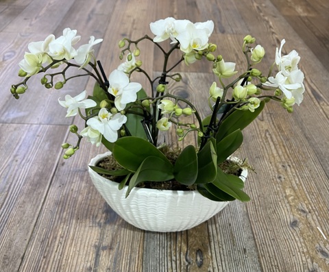 Композиция из фаленопсисов 