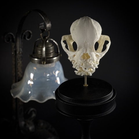 Череп собаки в клоше