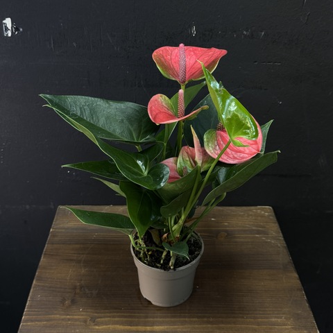 Антуриум мини светло-красный