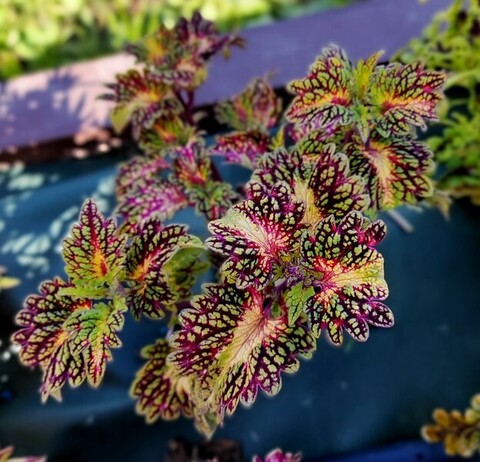 Рио-де-Жанейро ТТ колеус КСР