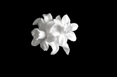 Силиконовый молд 