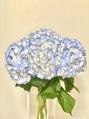 Bouquet of Hydrangeas