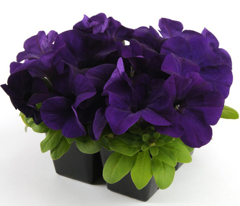 S6070 Петуния кустовая Grandiflora EZ RIDER® BLUE 1000 шт.