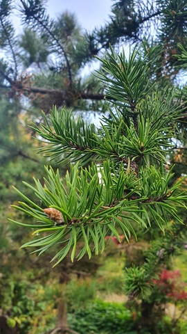 Teofrast Семена Сосна Банкса Pinus banksiana